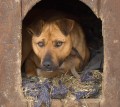 house, farm - PitBull-Laika